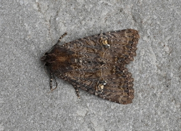 Mesapamea didyma