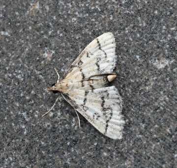 Metasia ophialis