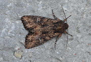 Mniotype solieri