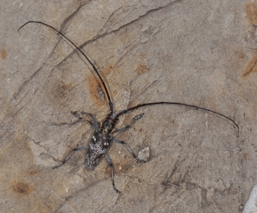 Monochamus galloprovincialis