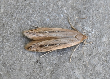 Monochroa palustrellus