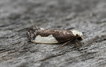 Monopis monachella