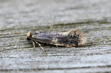 Monopis weaverella