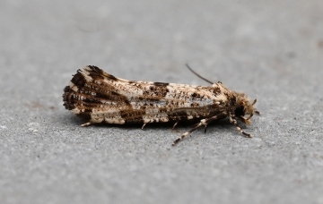 Morophaga choragella