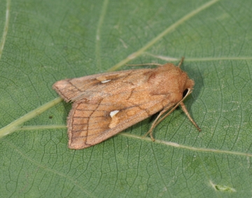 Noctuidae: Mythimna conigera