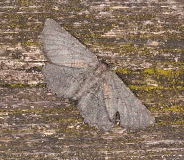 Geometridae: Nychiodes hispanica