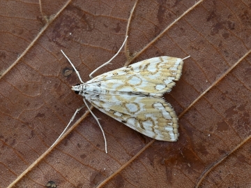 Elophila nymphaeata