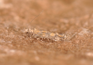 Gelechiidae: Ochrodia subdiminutella
