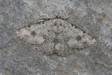 Odontognophos zacharia