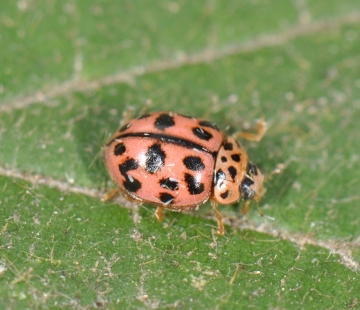 Oenopia conglobata