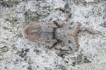 Orthosia incerta