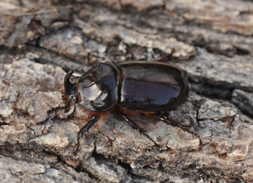 Oryctes nasicornis