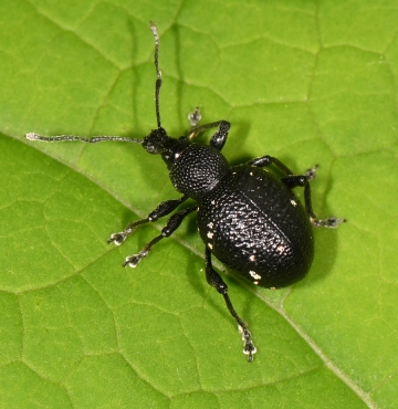 Otiorhynchus gemmatus