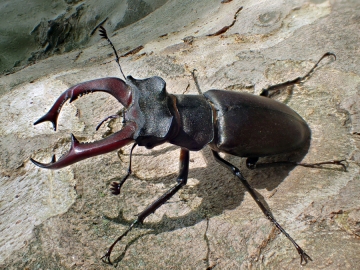 Lucanus cervus
