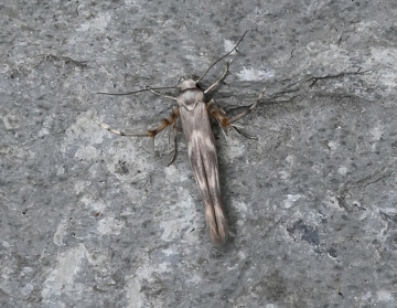 Palumbina guerinii