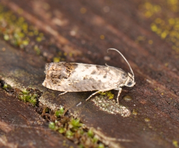 Tortricidae: Pammene fasciana