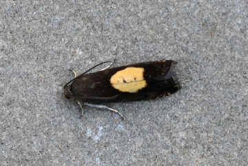 Pammene regiana
