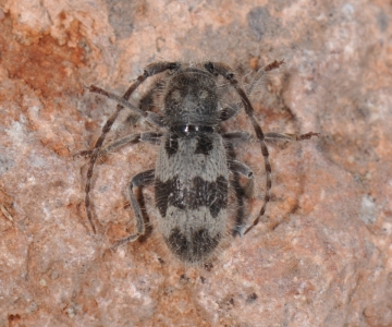 Parmena algirica