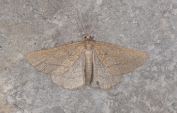Geometridae: Perconia baeticaria