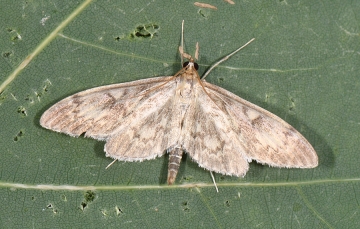 Perinephella lancealis