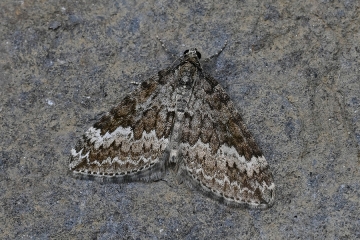 Perizoma hydrata