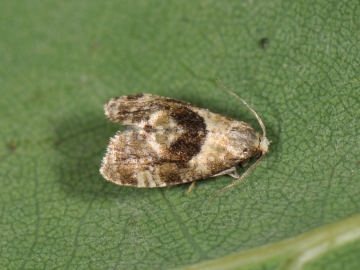 Phalonidia manniana