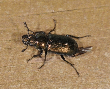 Platycerus spinifer
