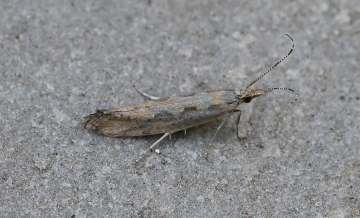 Plutella xylostella