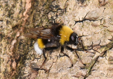 Pocota personata