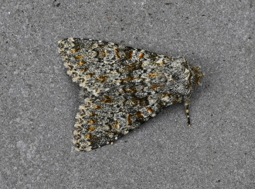 Polymixis flavicincta