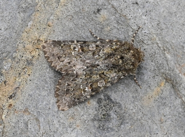 Polymixis lichenea