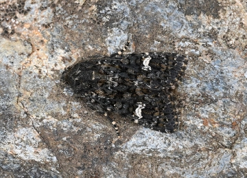 Polymixis serpentina