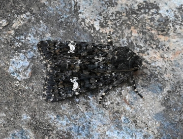 Polymixis serpentina