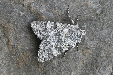 Polymixis xanthomista