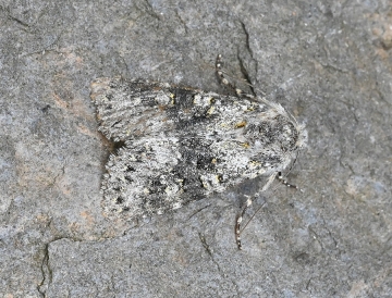 Polymixis xanthomista