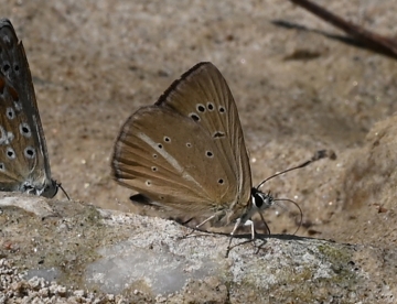Polyommatus aroaniensis
