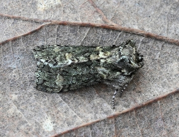 Polyploca ridens