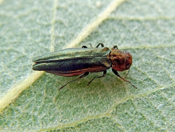 Agrilus viridis