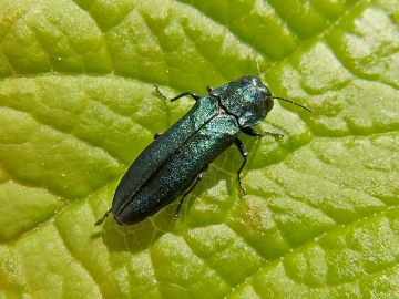 Agrilus cyanescens