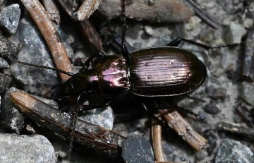Pterostichus multipunctatus