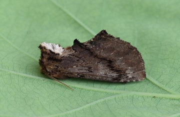Ptilodon capucina