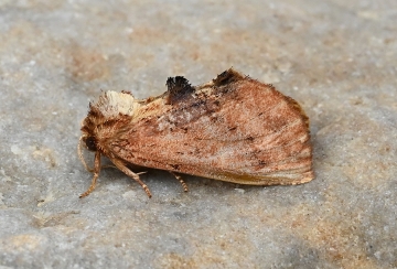 Ptilodon capucina