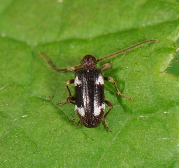 Ptinus sexpunctatus