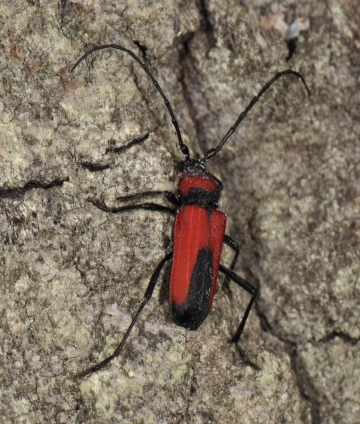 Purpuricenus budensis