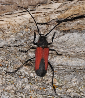 Purpuricenus budensis