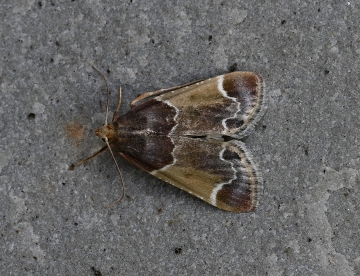 Pyralis farinalis