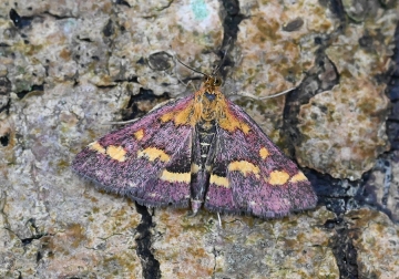 Pyrausta purpuralis