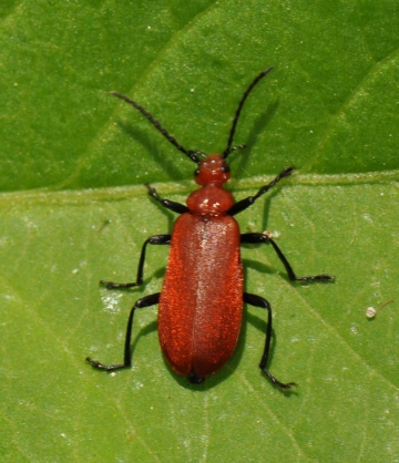 Pyrochroa serraticornis