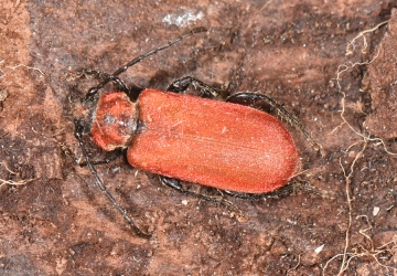 Pyrrhidium sanguineum