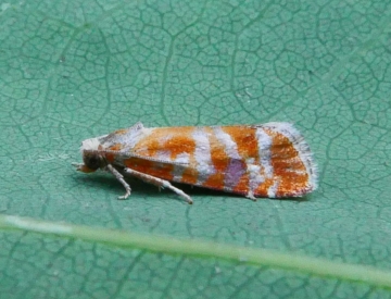 Tortricidae: Rhyacionia buoliana